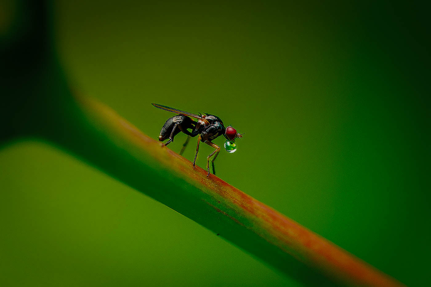 Black Scavenger Fly